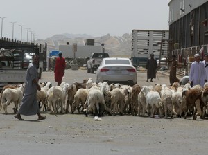 Ini Pasar Kambing di Makkah, Jual Kambing Mulai Harga Rp 1,4 Juta