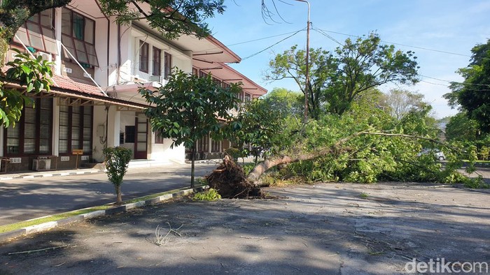 Penampakan pohon tumbang di USU karena angin puting beliung dan hujan deras yang terjadi Senin (12/6) kemarin