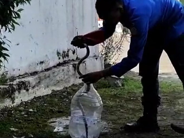 Petugas Damkar mengevakuasi ular berbisa dari permukiman di Purwokerto, Kabupaten Banyumas, Senin (12/6/2023).