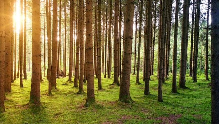 Pepohonan di hutan.