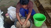 Terlihat pekerja sedang siapkan makanan ekstra bagi sapi pesanan Jokowi. Nantinya Sapi ini akan diserahkan ke Kota Bangko Merangin di H-4 Idul Adha 1444 Hijriah. Foto: Ferdi Almunanda/detikcom