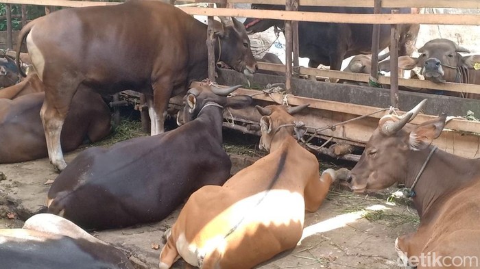 Sapi kurban di Jambi
