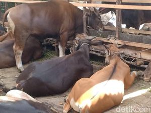 Ingin Patungan Berkurban, Ini Hewan dan Syaratnya agar Sah