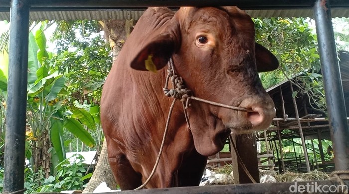 Sapi kurban Jokowi di Jambi.