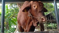 Sapi Limosin ini sudah dirawat Indra selama 1,5 tahun. Sapi ini dimandikan 2 kali sehari lalu diberikan puding seperti telur ayam ras 5 butir dicampur madu asli sebagai bentuk vitamin tambahan buat sapi pesanan Jokowi. Foto: Ferdi Almunanda/detikcom