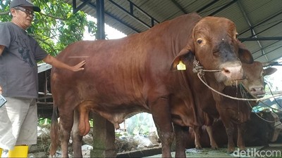 Potret Bruno, Sapi Kurban Jokowi yang Diberi Makan Puding Setiap Hari
