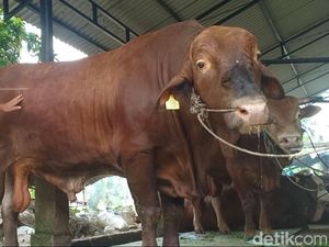Potret Bruno, Sapi Kurban Jokowi yang Diberi Makan Puding Setiap Hari