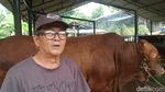 Potret Bruno, Sapi Kurban Jokowi yang Diberi Makan Puding Setiap Hari
