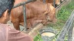 Potret Bruno, Sapi Kurban Jokowi yang Diberi Makan Puding Setiap Hari