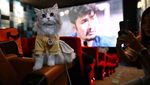 Unik, Ada Bioskop Ramah Hewan di Thailand