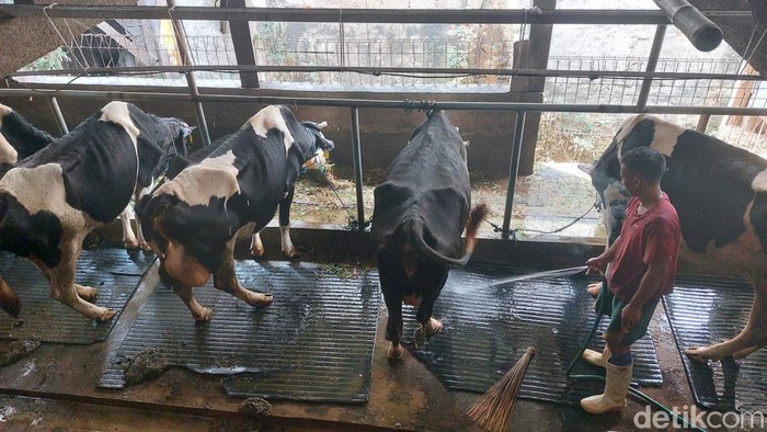 32 sapi terkena virus LSD di Kota Bogor (M Sholihin/detikcom)
