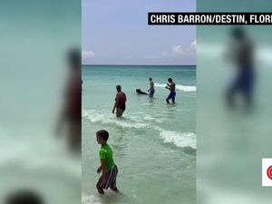 Bikin Kaget, Ada Beruang Berenang dari Tengah Laut Sampai ke Pantai