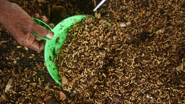 Mengintip Budidaya Belatung dengan Modal Sampah Organik