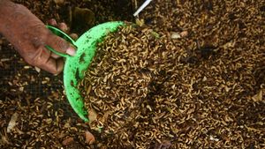 Mengintip Budidaya Belatung dengan Modal Sampah Organik