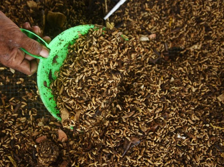 Mengintip Budidaya Belatung dengan Modal Sampah Organik