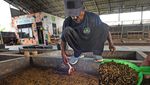 Mengintip Budidaya Belatung dengan Modal Sampah Organik