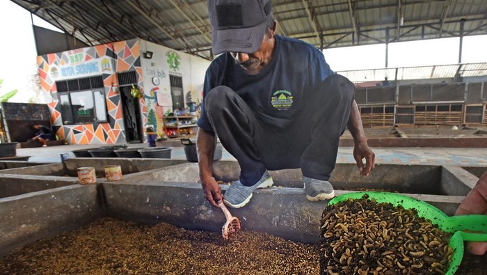 Warga memanen maggot black soldier fly (BSF) di tempat pengelolaan sampah terpadu di Sepang, Kota Serang, Banten, Rabu (14/6/2023). Sejumlah warga di lokasi tersebut membudidayakan maggot BSF untuk memanfaatkan limbah sampah organik sebagai makanan pokoknya sekaligus untuk mencari pendapatan tambahan dengan menjual ulat maggot BSF seharga Rp10 ribu per kilogram. ANTARA FOTO/Asep Fathulrahman/tom.