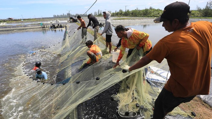 Budi Daya Udang Vaname, Panen Lebih Cepat Untungnya Juga Melesat Pekerja menyortir udang vaname (Litopenaeus vannamei) saat panen di tambak Desa Suak Geudubang, Aceh Barat, Aceh, Rabu (14/6/2023). Budi daya udang vaname selain masa panen lebih cepat juga memiliki potensi tinggi sebagai salah satu komoditas ekspor ke beberapa negara ASEAN dengan harga jual berkisar antara Rp30.500 - Rp106.000 per kilogram tergantung ukuran udang. ANTARA FOTO/Syifa Yulinnas/tom.