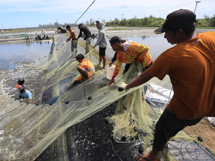 Budi Daya Udang Vaname, Panen Cepat-Keuntungan Melesat