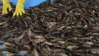 Harga jual udang ini berkisar antara Rp 30.500 - Rp 106.000 per kilogram tergantung ukuran udang.   