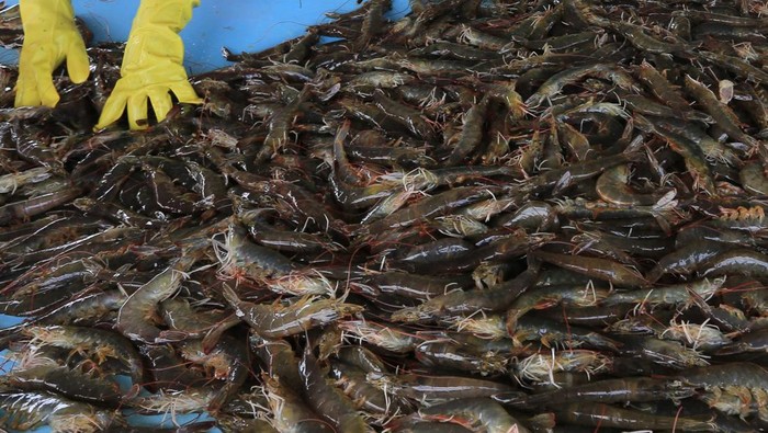 Pekerja menyortir udang vaname (Litopenaeus vannamei) saat panen di tambak Desa Suak Geudubang, Aceh Barat, Aceh, Rabu (14/6/2023). Budi daya udang vaname selain masa panen lebih cepat juga memiliki potensi tinggi sebagai salah satu komoditas ekspor ke beberapa negara ASEAN dengan harga jual berkisar antara Rp30.500 - Rp106.000 per kilogram tergantung ukuran udang. ANTARA FOTO/Syifa Yulinnas/tom.