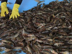 Udang Asal Jabar Aman dari Paparan Radioaktif, Pasar Ekspor Terbuka