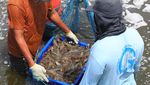 Budi Daya Udang Vaname, Panen Cepat-Keuntungan Melesat