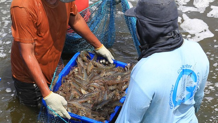 Pekerja menyortir udang vaname (Litopenaeus vannamei) saat panen di tambak Desa Suak Geudubang, Aceh Barat, Aceh, Rabu (14/6/2023). Budi daya udang vaname selain masa panen lebih cepat juga memiliki potensi tinggi sebagai salah satu komoditas ekspor ke beberapa negara ASEAN dengan harga jual berkisar antara Rp30.500 - Rp106.000 per kilogram tergantung ukuran udang. ANTARA FOTO/Syifa Yulinnas/tom.