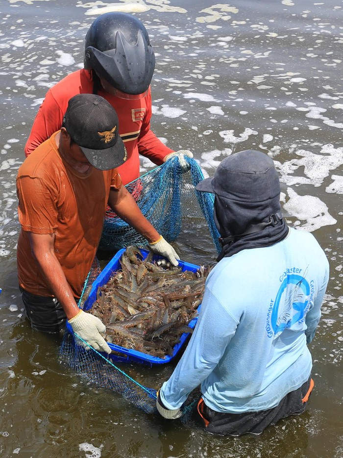 Budi Daya Udang Vaname, Panen Lebih Cepat Untungnya Juga Melesat Pekerja menyortir udang vaname (Litopenaeus vannamei) saat panen di tambak Desa Suak Geudubang, Aceh Barat, Aceh, Rabu (14/6/2023). Budi daya udang vaname selain masa panen lebih cepat juga memiliki potensi tinggi sebagai salah satu komoditas ekspor ke beberapa negara ASEAN dengan harga jual berkisar antara Rp30.500 - Rp106.000 per kilogram tergantung ukuran udang. ANTARA FOTO/Syifa Yulinnas/tom.