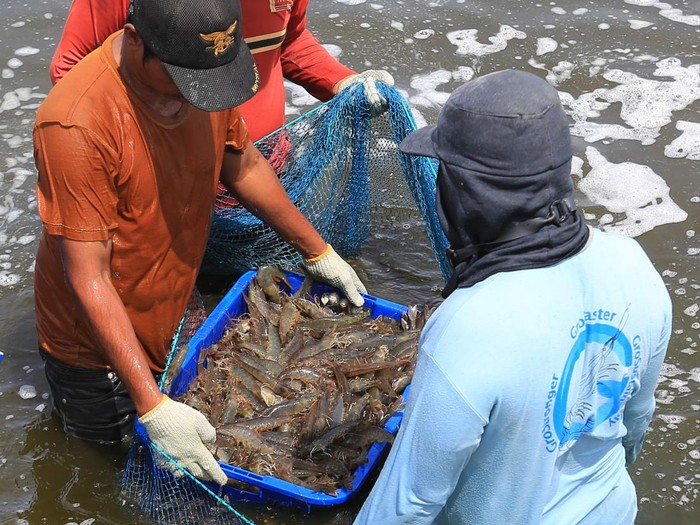 Pekerja menyortir udang vaname (Litopenaeus vannamei) saat panen di tambak Desa Suak Geudubang, Aceh Barat, Aceh, Rabu (14/6/2023). Budi daya udang vaname selain masa panen lebih cepat juga memiliki potensi tinggi sebagai salah satu komoditas ekspor ke beberapa negara ASEAN dengan harga jual berkisar antara Rp30.500 - Rp106.000 per kilogram tergantung ukuran udang. ANTARA FOTO/Syifa Yulinnas/tom.