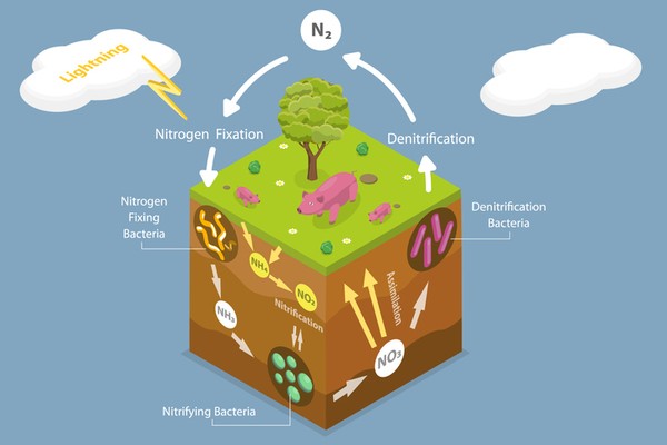 Daur Nitrogen: Pengertian, Proses, Fungsi dan Contohnya