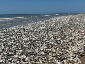 Dunia Hari Ini: Kadar Oksigen Rendah dalam Air, Ribuan Ikan Mati