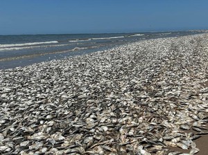 Dunia Hari Ini: Kadar Oksigen Rendah dalam Air, Ribuan Ikan Mati
