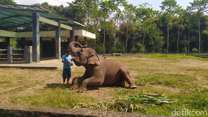 Eca, salah satu gajah yang ada di kompleks Candi Borobdur. Foto diunggah Rabu (14/6/2023).