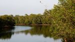 Aksi UEA Pulihkan Hutan Bakau untuk Lawan Perubahan Iklim
