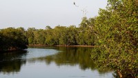 Hutan bakau tropis adalah ekosistem kompleks yang berlabuh di sekitar pohon bakau yang tumbuh subur dalam kondisi panas, berlumpur, dan asin yang tidak ramah. Mereka melindungi masyarakat pesisir dari badai dan banjir, menampung spesies yang beragam dan yang sedang terancam, serta dapat mengurangi efek perubahan iklim dengan menangkap karbon di atmosfer.  
