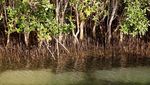 Aksi UEA Pulihkan Hutan Bakau untuk Lawan Perubahan Iklim