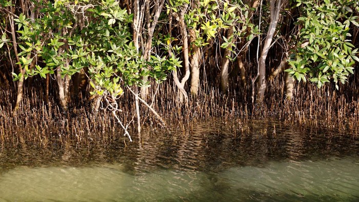A bird sits on a branch of a tree at the Eastern Mangrove National Park, in Abu Dhabi, United Arab Emirates, June 5, 2023. United Arab Emirates mangroves combat climate change, providing diverse ecosystem, wildlife, and recreational grounds. REUTERS/Rula Rouhana