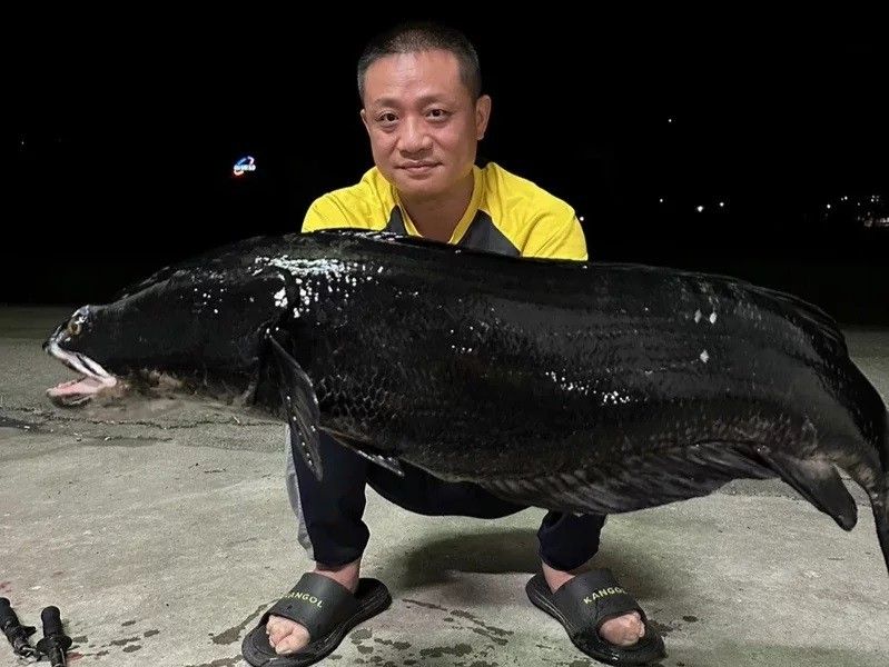 Ikan gabus raksasa di Taiwan