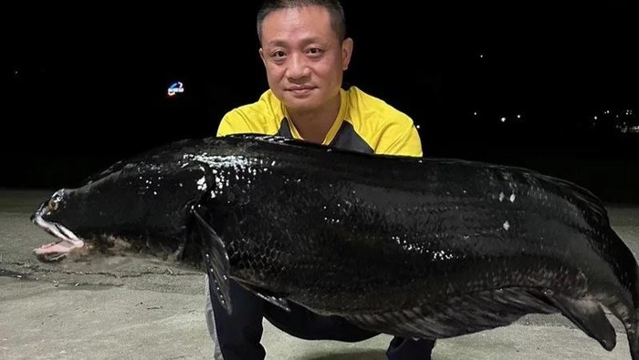 Ikan gabus raksasa di Taiwan