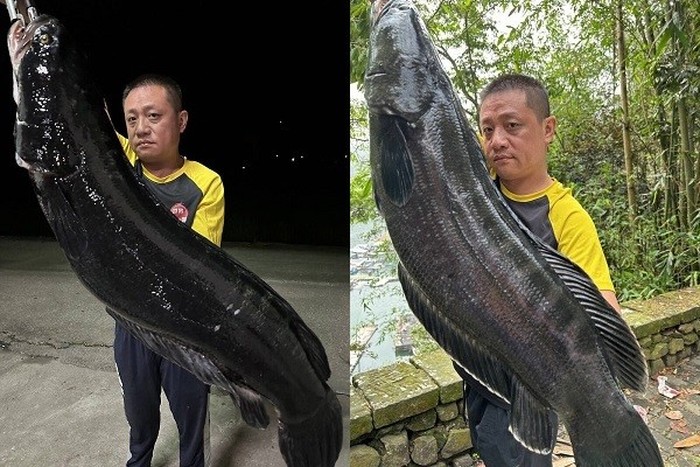 Ikan gabus raksasa di Taiwan