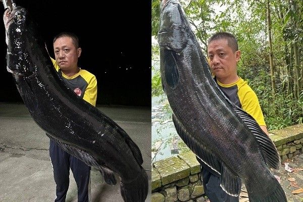 Ikan gabus raksasa di Taiwan Ikan gabus raksasa di Taiwan