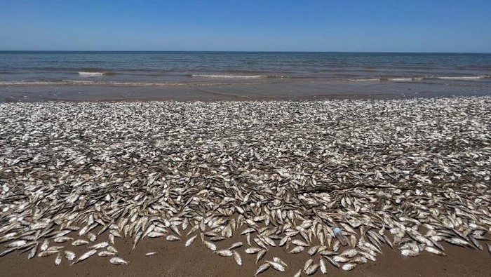 Fenomena Aneh Puluhan Ribu Ikan Mati Kehabisan Oksigen di Pantai Texas