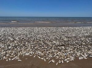 Fenomena Aneh Puluhan Ribu Ikan Mati Kehabisan Oksigen di Pantai Texas