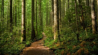 Hutan-hutan di Jabar Terancam, Dedi Mulyadi Mau Bikin Pohon Abadi