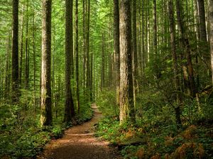 Hari Hutan Internasional 2024, Simak Sejarah dan Temanya Tahun Ini