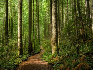 Kejati Sulteng Usut Dugaan PT KLS Beroperasi di Kawasan Hutan SM Bakiriang