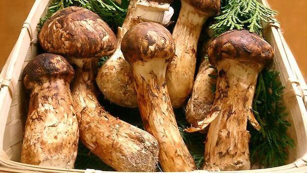 jamur matsutake