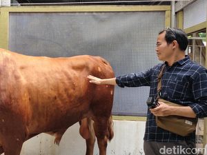 Jokowi Sumbang Sapi Kurban 1 Ton untuk Warga Palembang