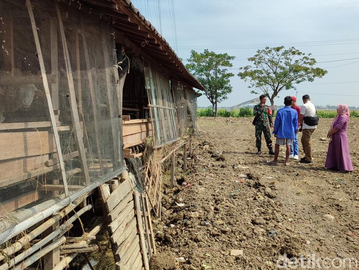 Kandang kambing milik warga Demak yang diduga dibobol maling, Rabu (14/6/2023).